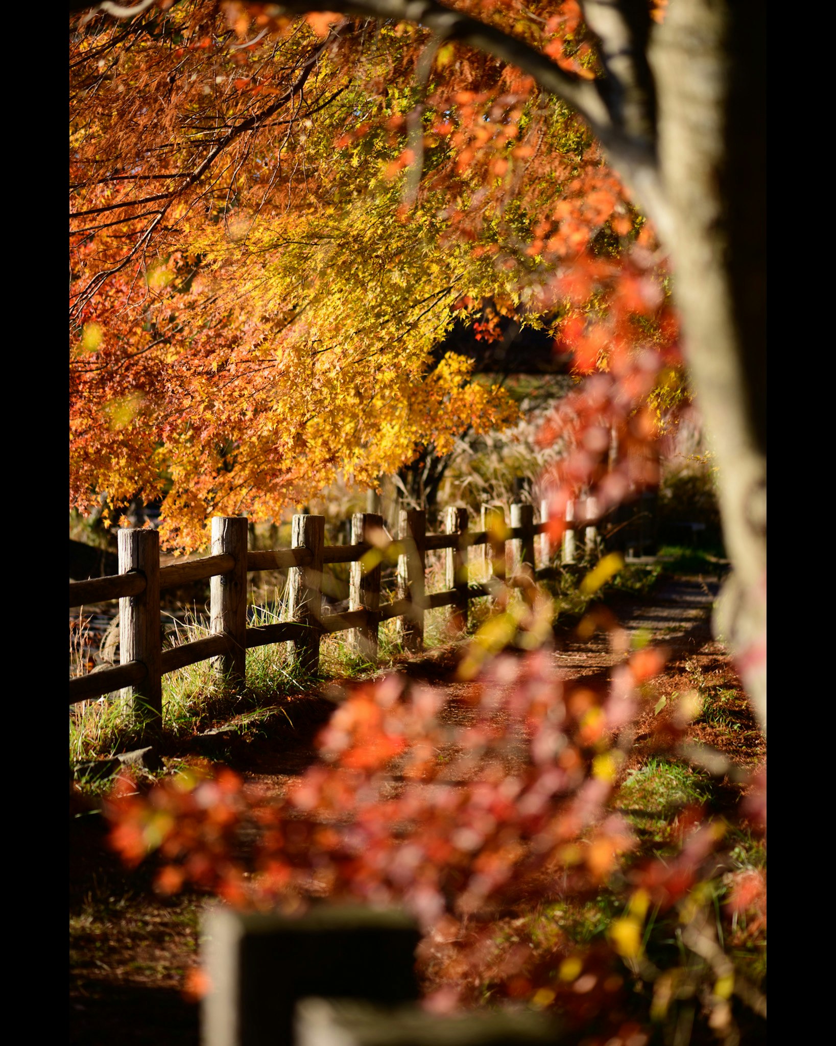 紅葉の木々と柵のある山道の風景