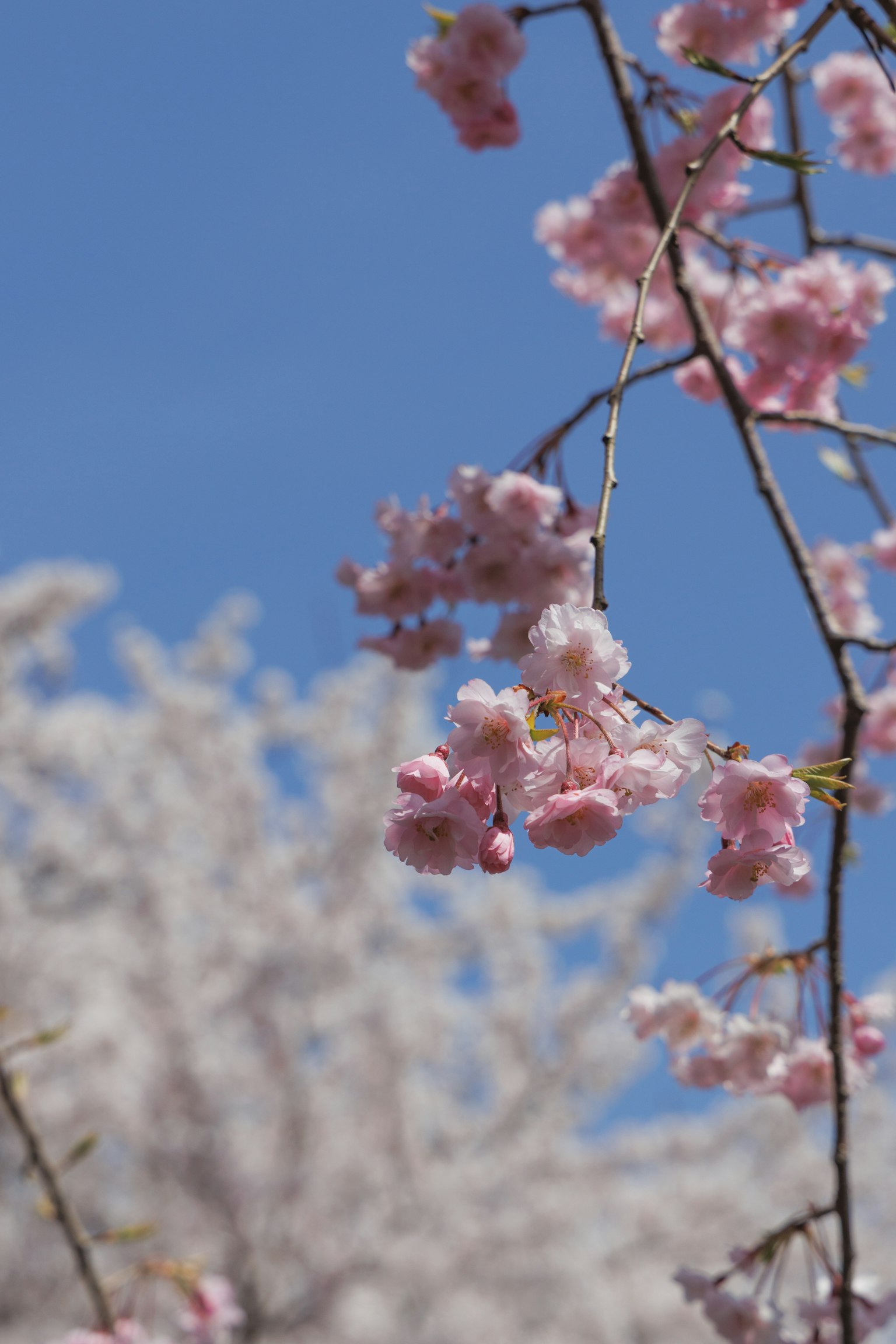 Primo piano di fiori di ciliegio che sbocciano sotto un cielo blu