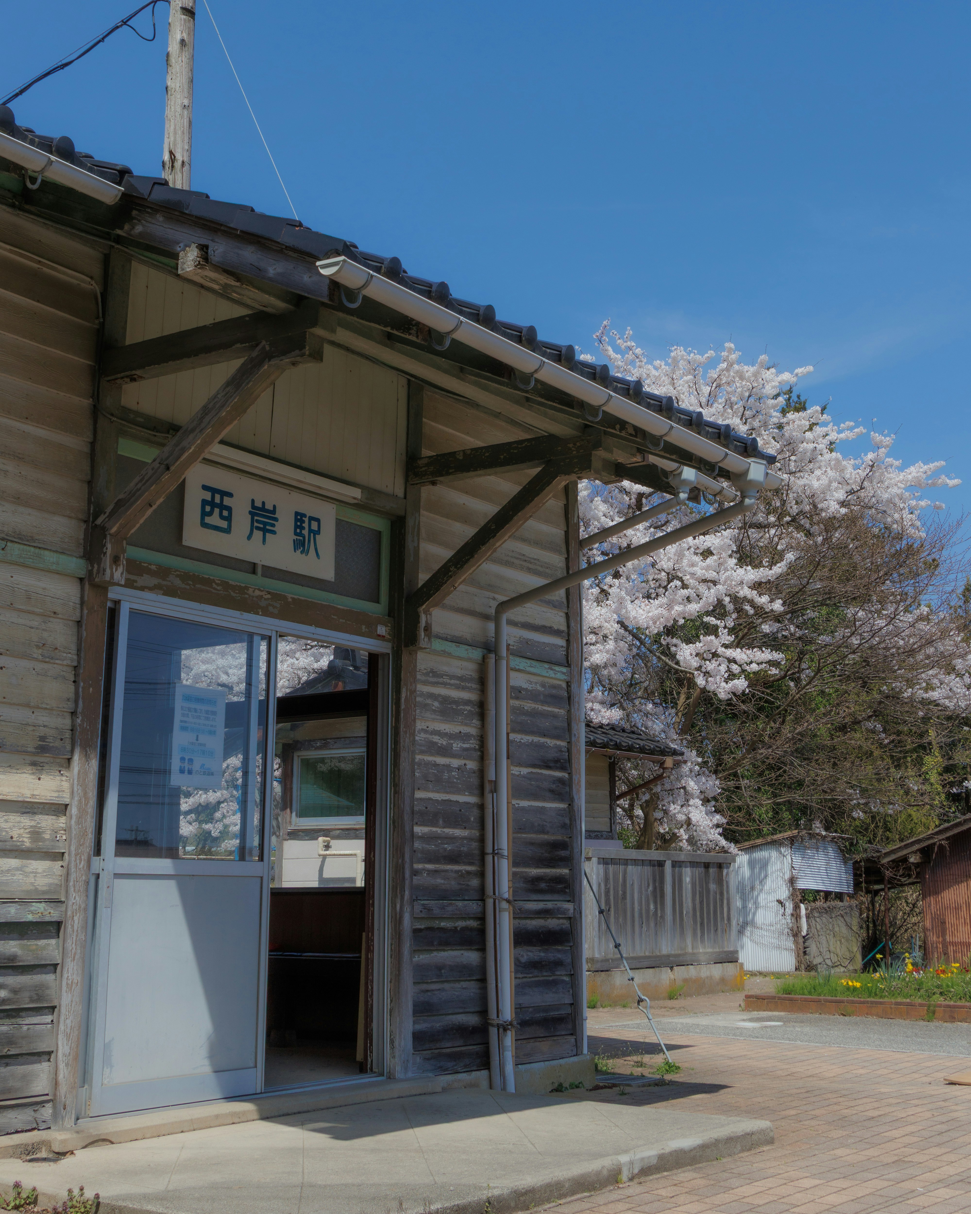 西岸站站房與春季櫻花樹
