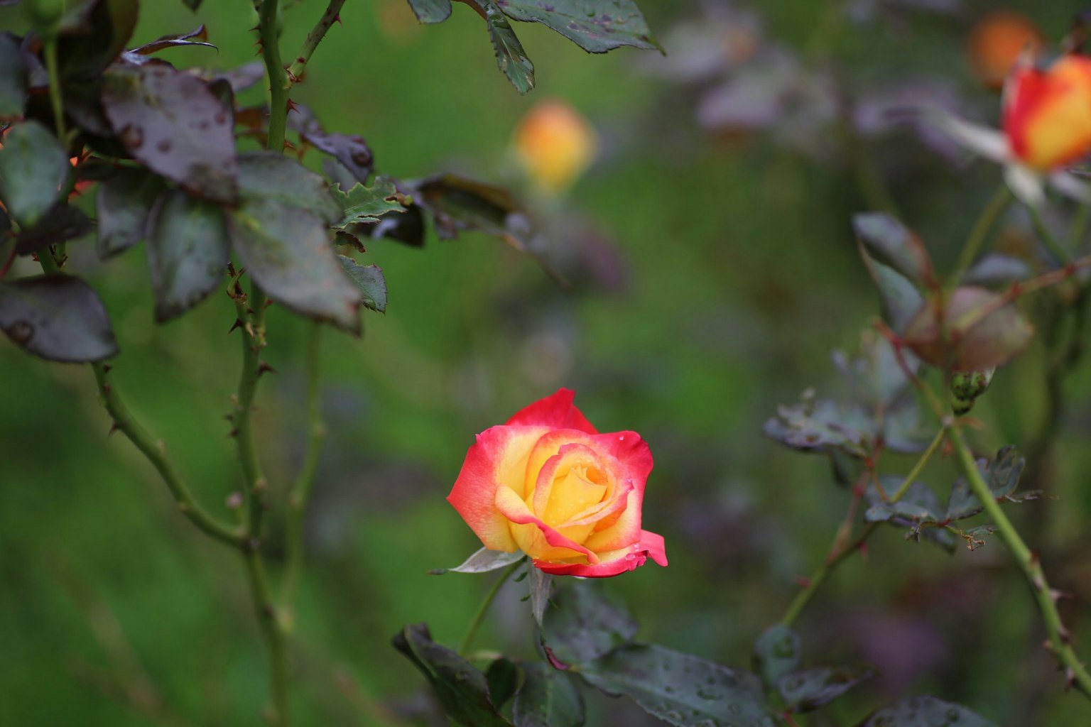 Vibrant rose flower with a green background