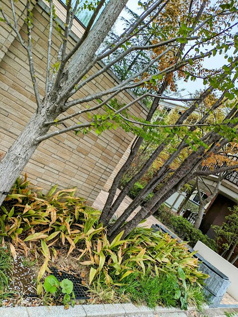 レンガ壁と木の幹がある庭の小道