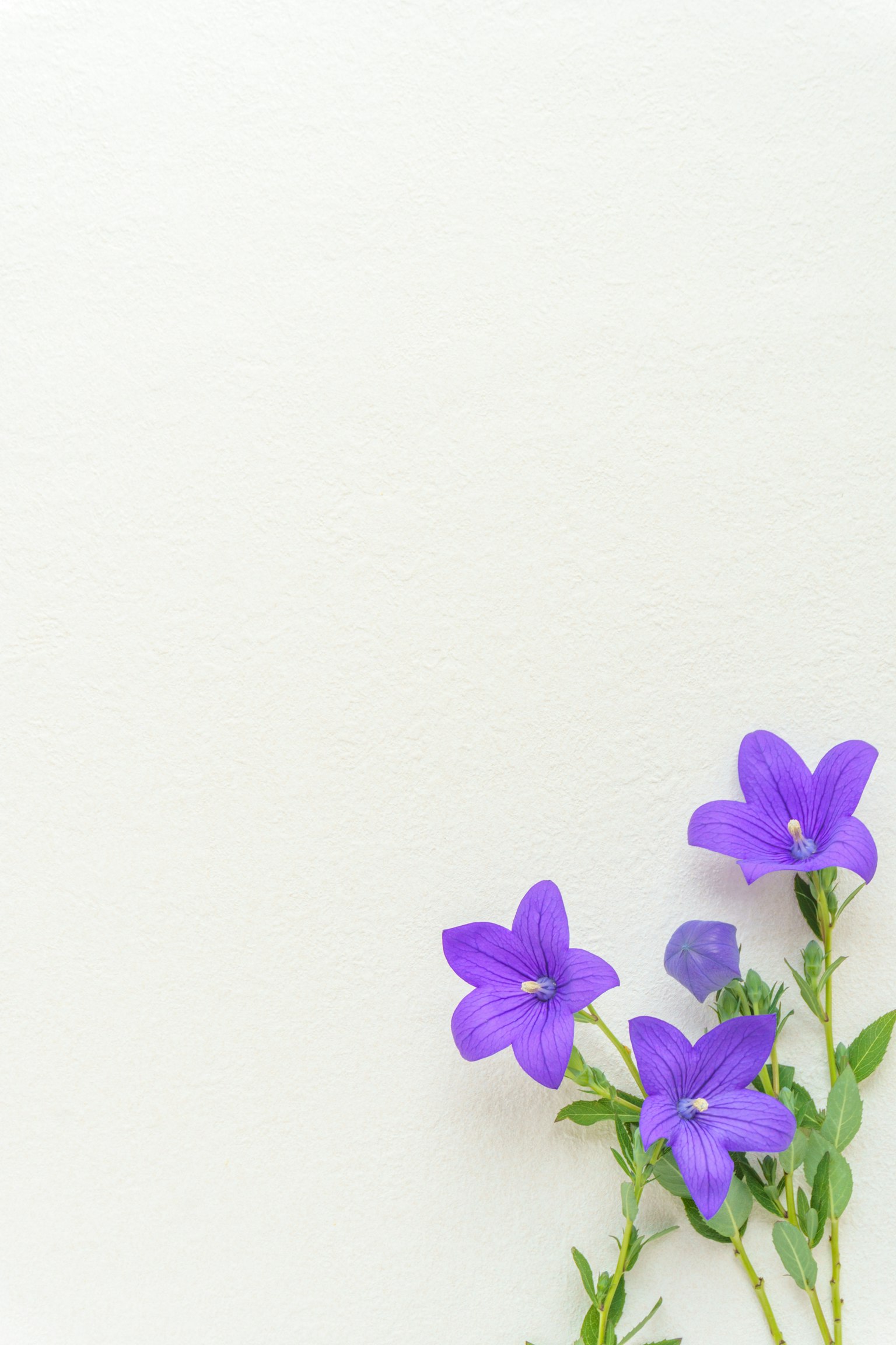 Trois fleurs violettes sur un fond blanc