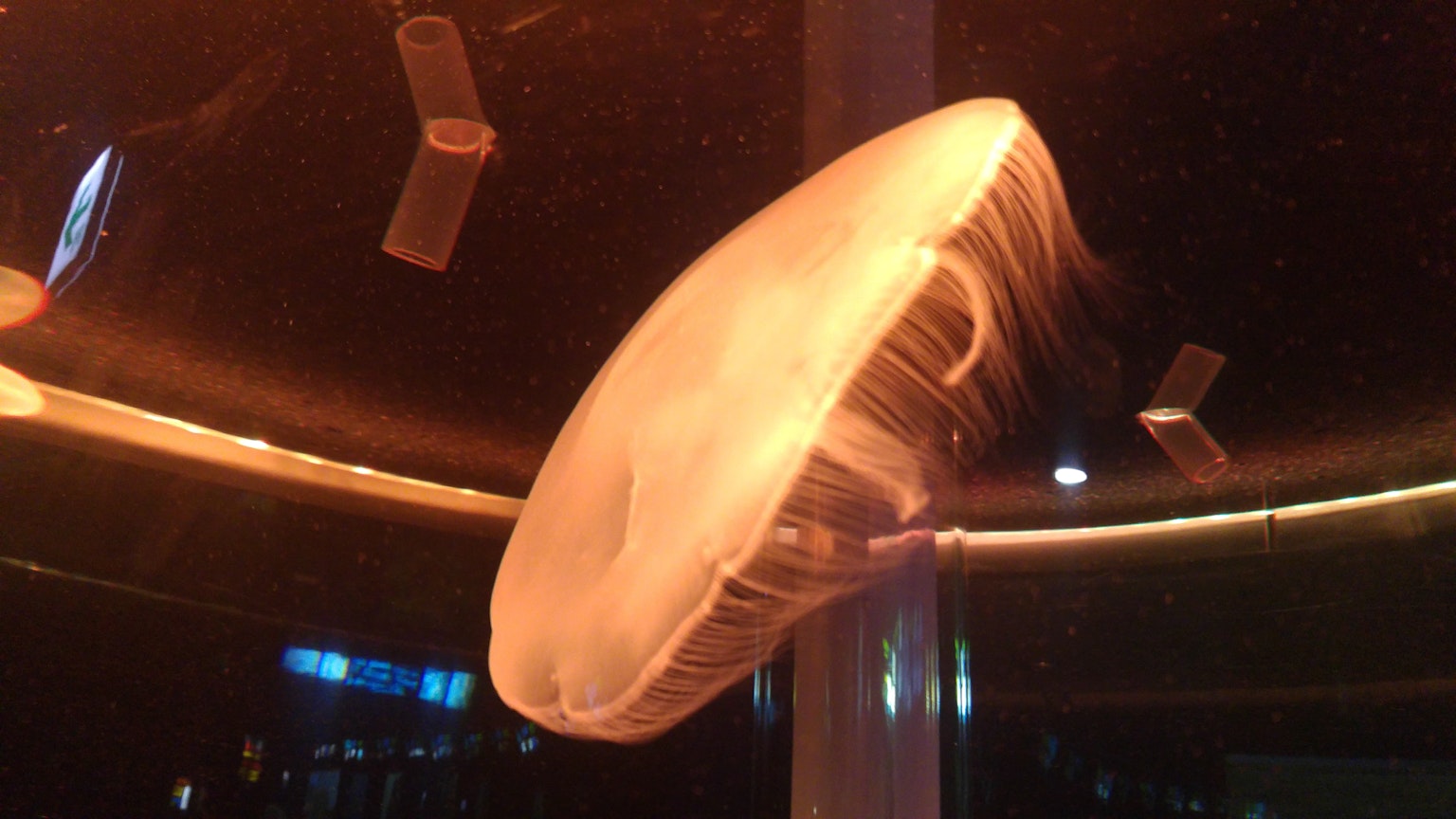水族館中漂浮的橙色水母
