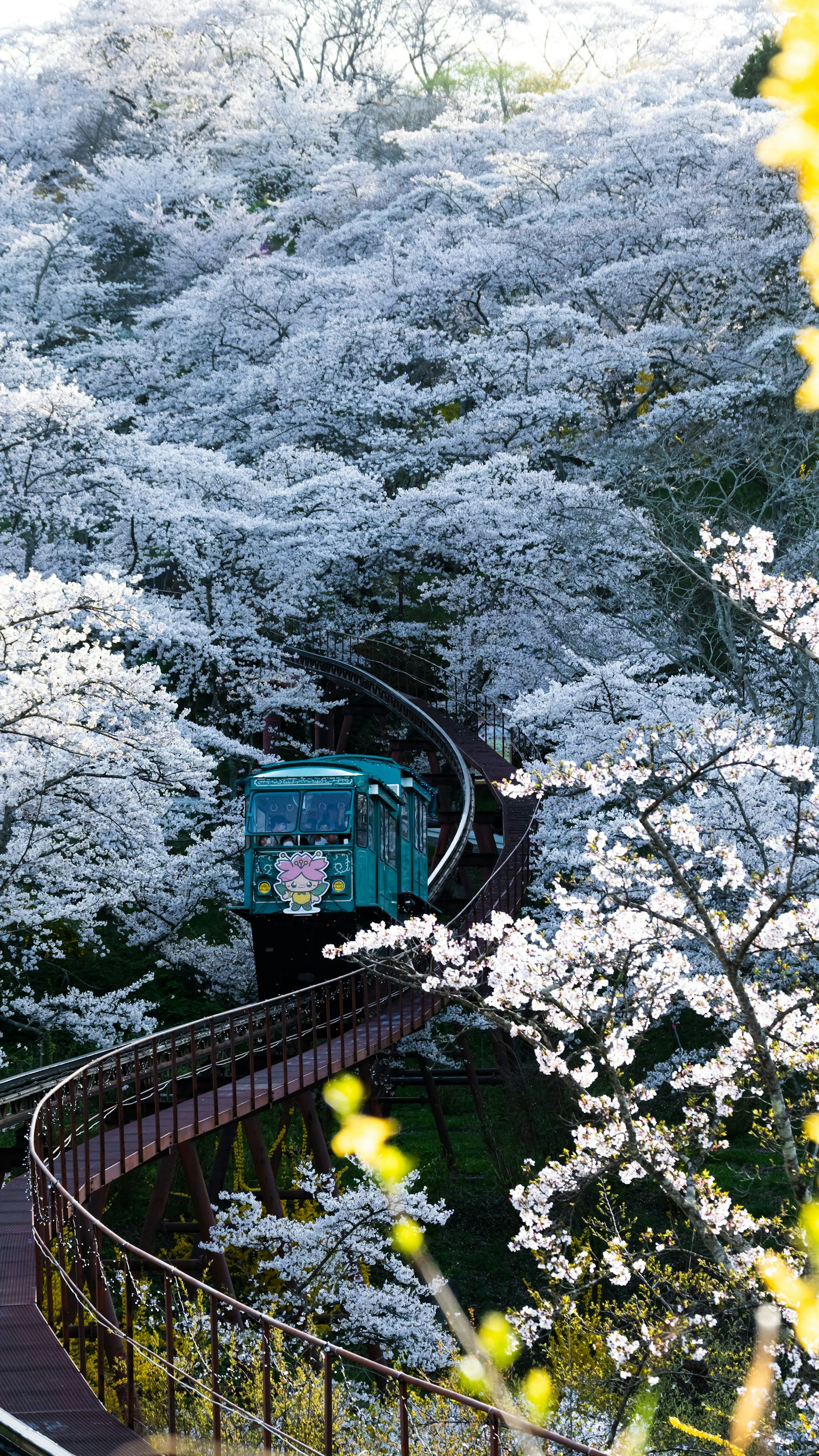 Curved pathway surrounded by trees in full white blossom