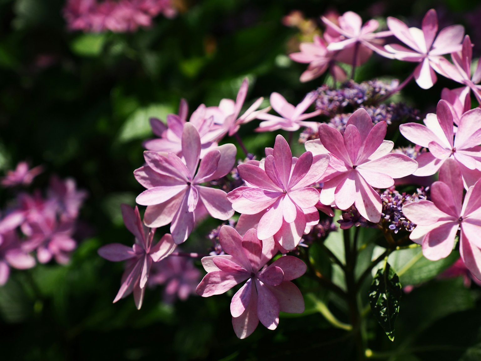 Un affichage vibrant de fleurs roses en pleine floraison