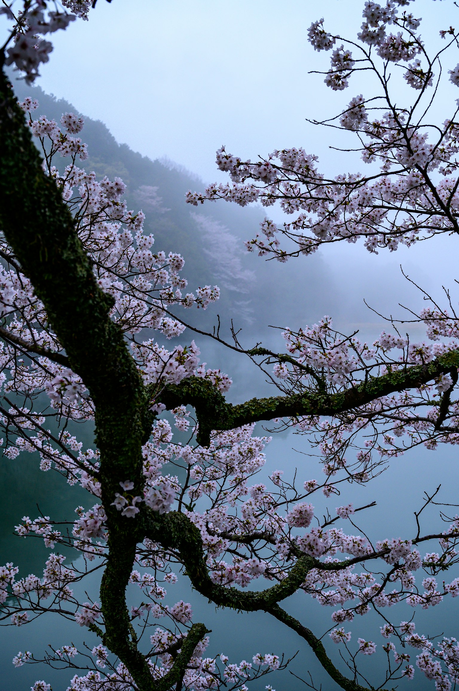 Cabang bunga sakura berwarna merah muda dalam pemandangan berkabut