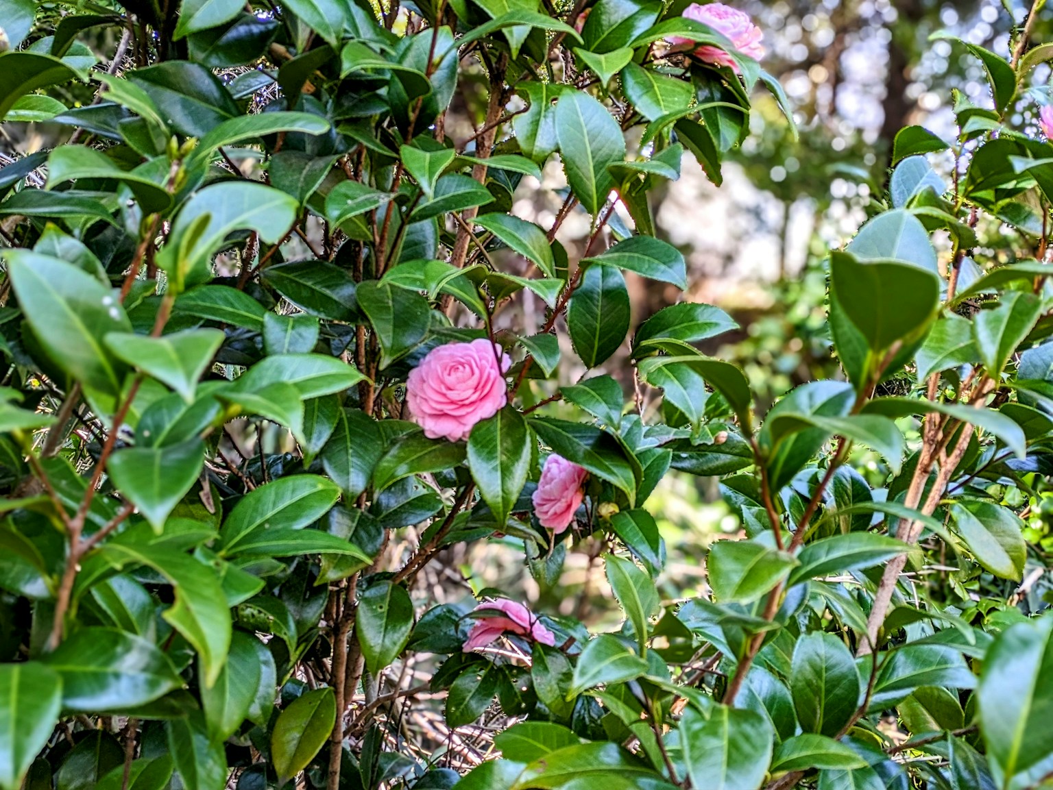 Light pink camellia flowers surrounded by green leaves