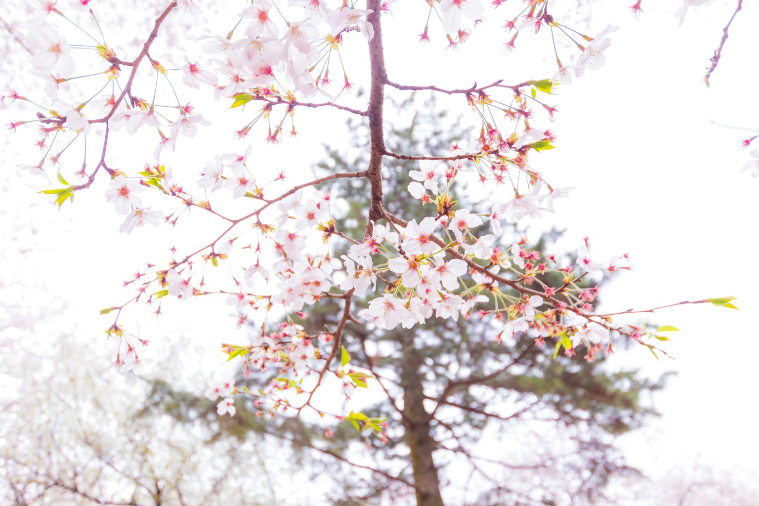 Árbol de cerezo en flor con flores rosas y un árbol verde al fondo
