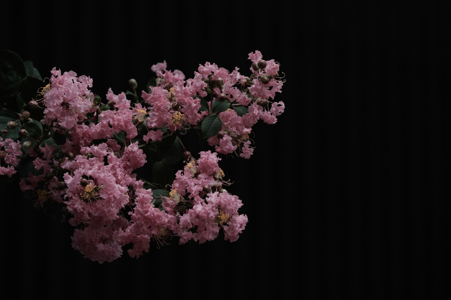 Ramo di fiori rosa su sfondo nero