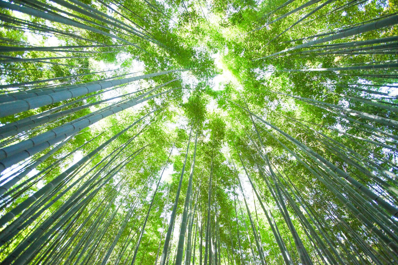 仰望竹林的美麗景色 綠色的葉子展開，陽光透過