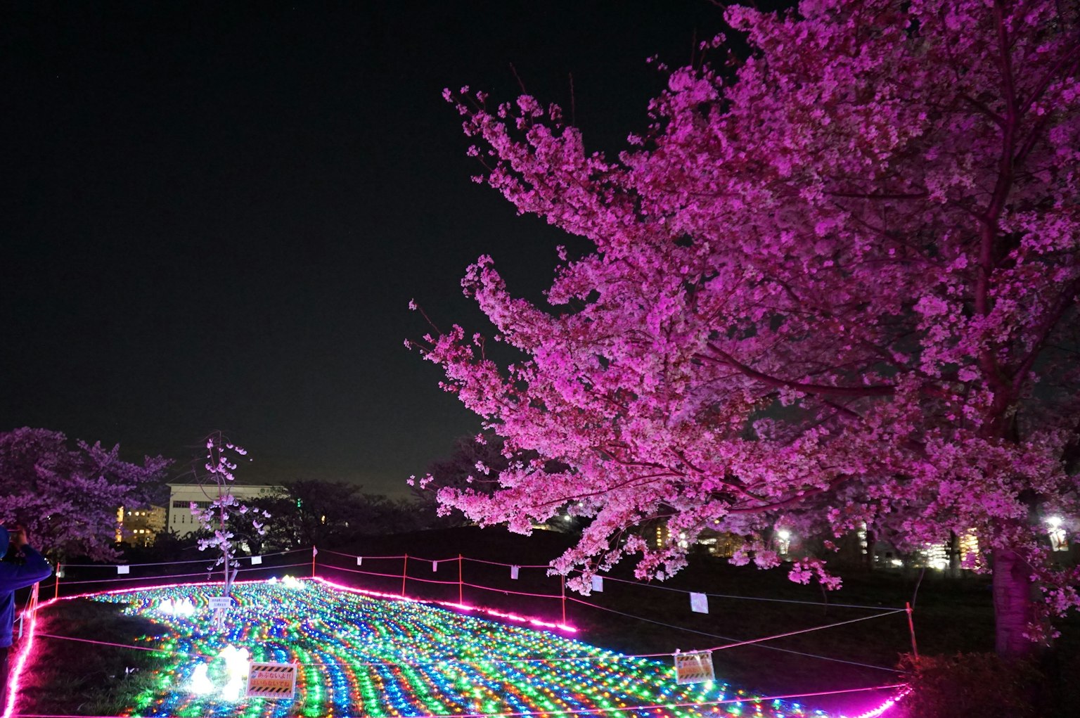 Pemandangan malam bunga sakura dengan lampu berwarna di taman