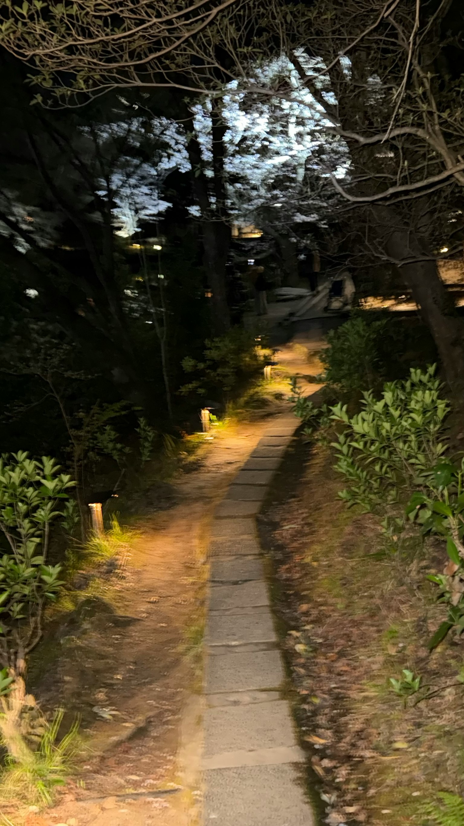 薄暗い道に沿った石の小道と周囲の緑
