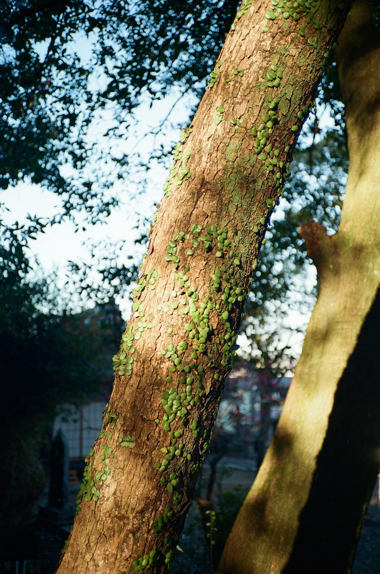 Image d'un tronc d'arbre épais recouvert de mousse verte