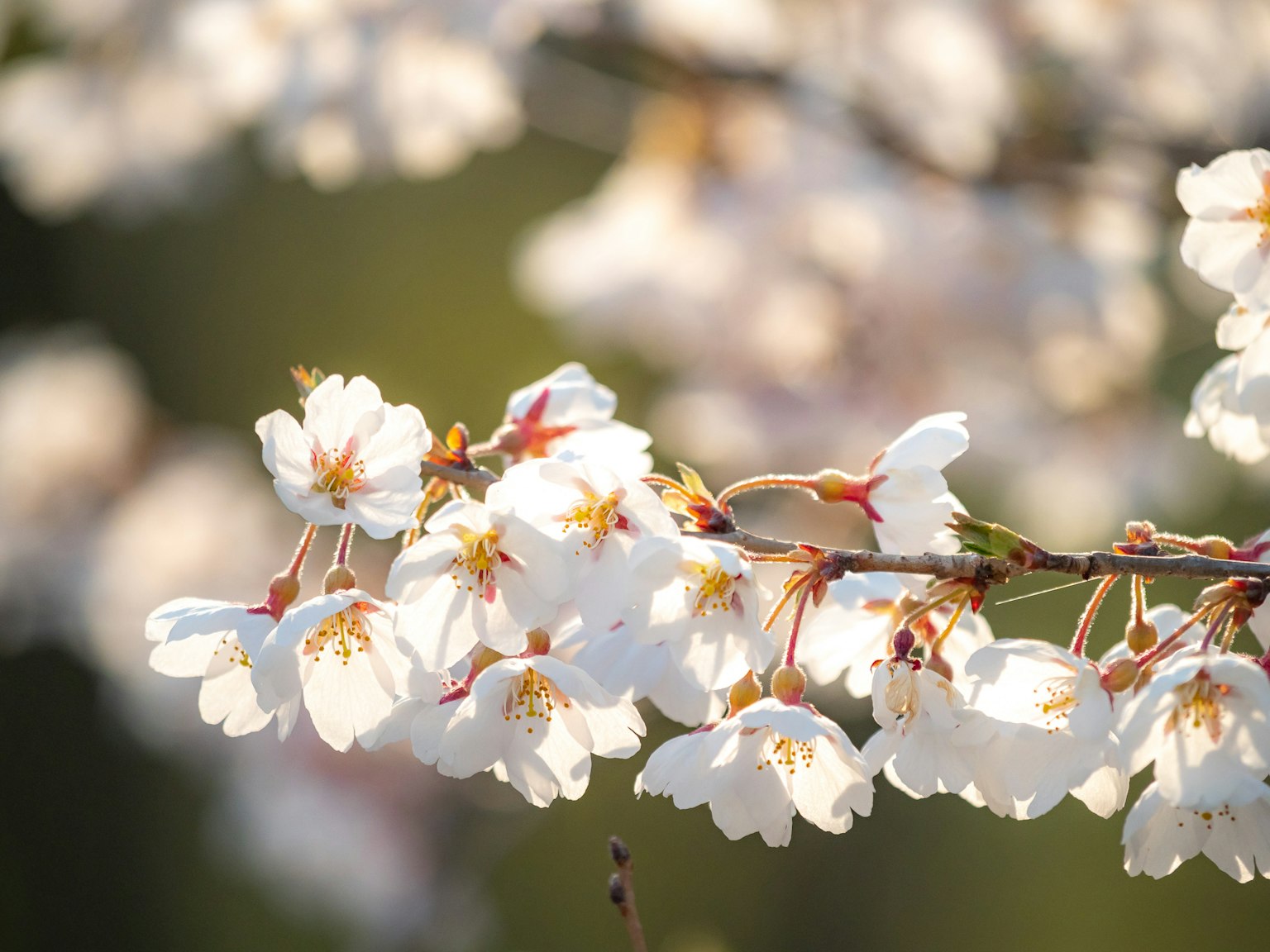 Fleurs de cerisier en pleine floraison avec un arrière-plan vert flou