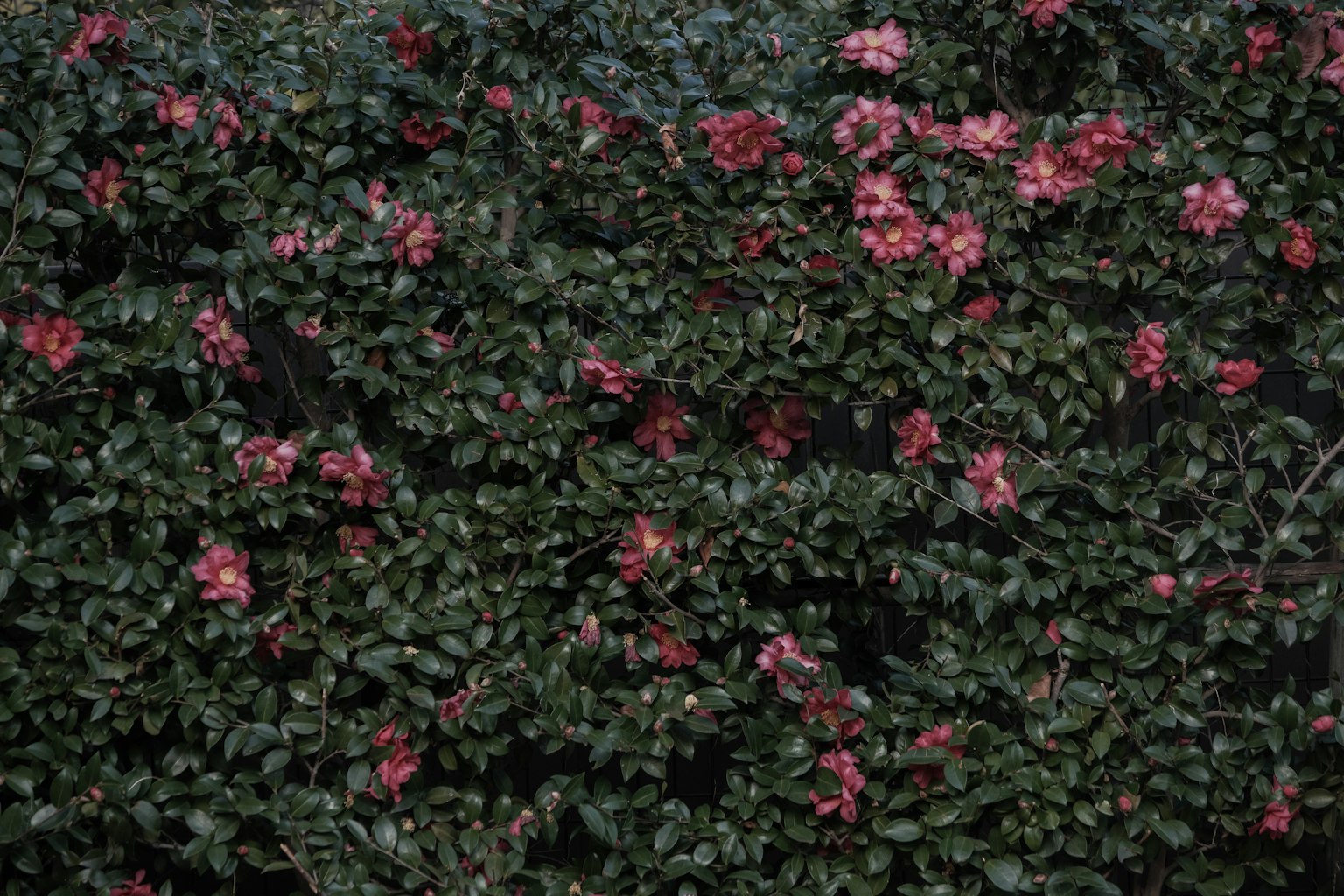 Feuillage dense avec des fleurs roses en fleurs