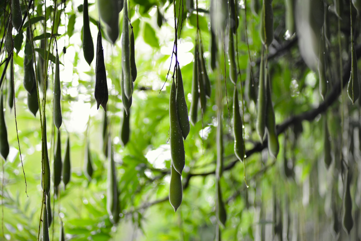 Largas vainas verdes colgando contra un fondo de hojas verdes