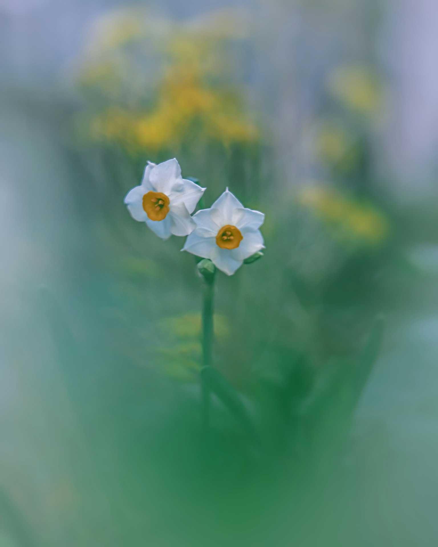 Dos flores de narcisos blancos con centros amarillos contra un fondo verde borroso