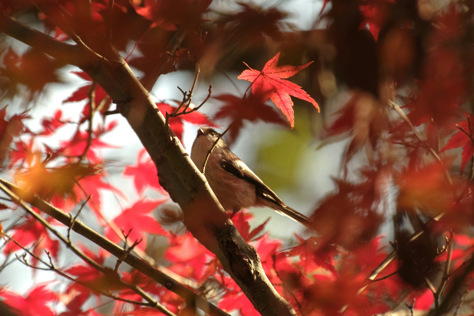 一隻鳥停在紅葉樹上