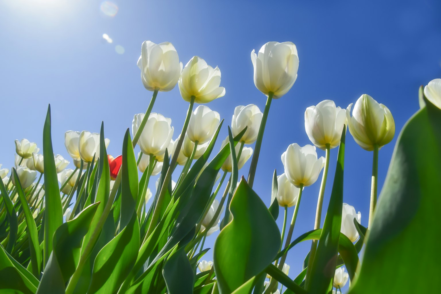 Un campo di tulipani bianchi sotto un cielo azzurro