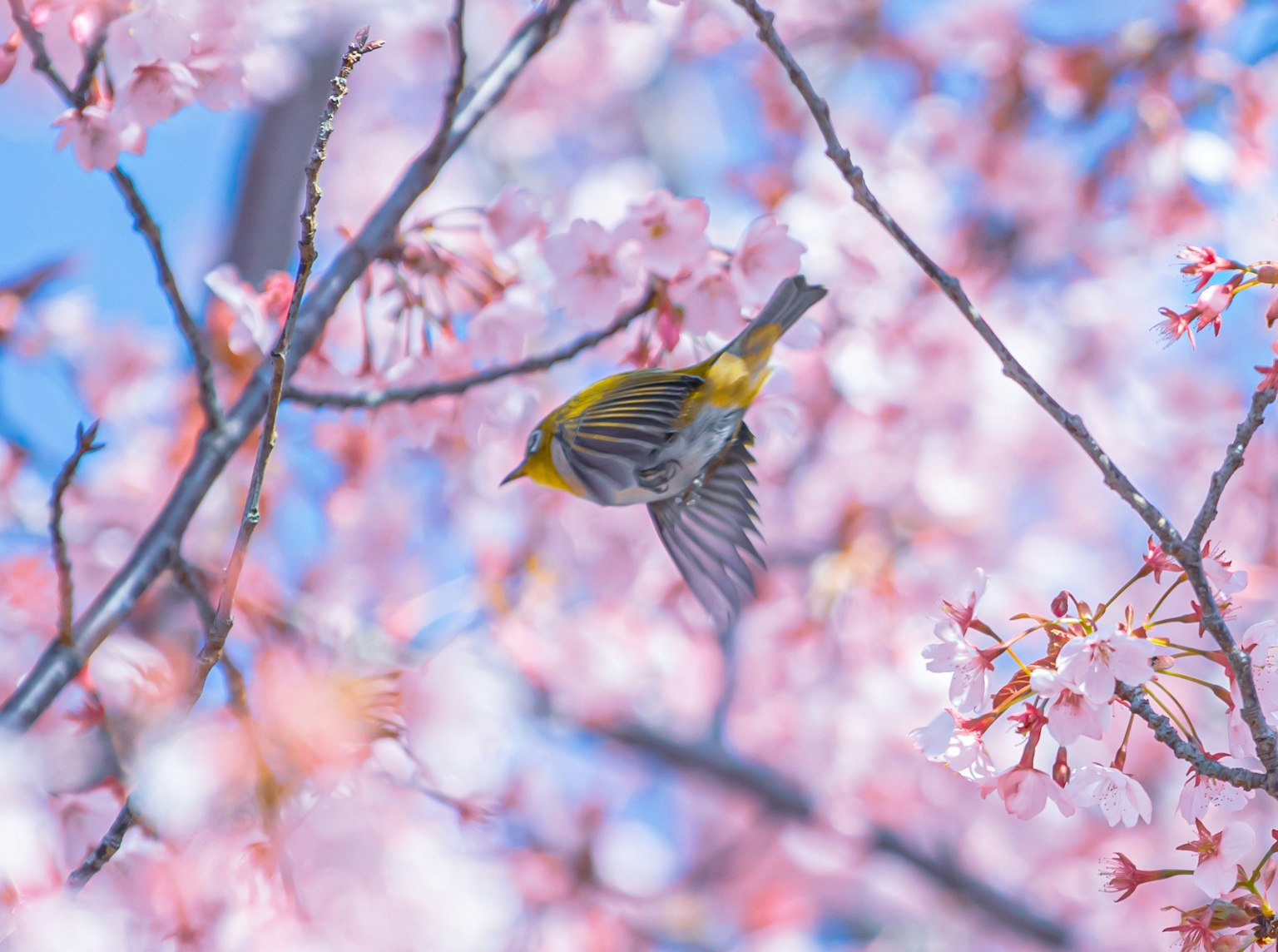 Ein kleiner Vogel, der zwischen Kirschblüten fliegt
