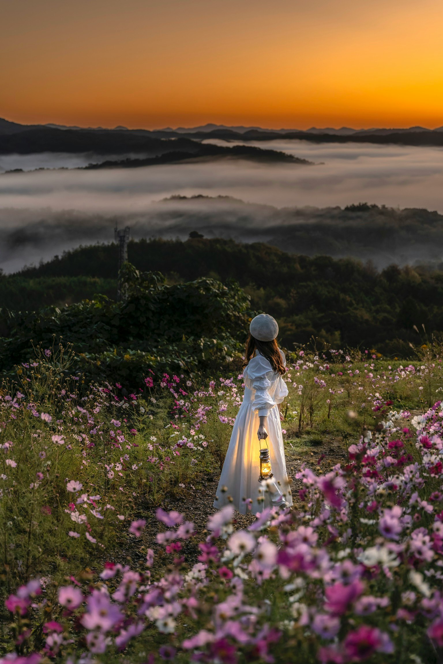 朝焼けの秋桜と雲海を見下ろす丘の景色
