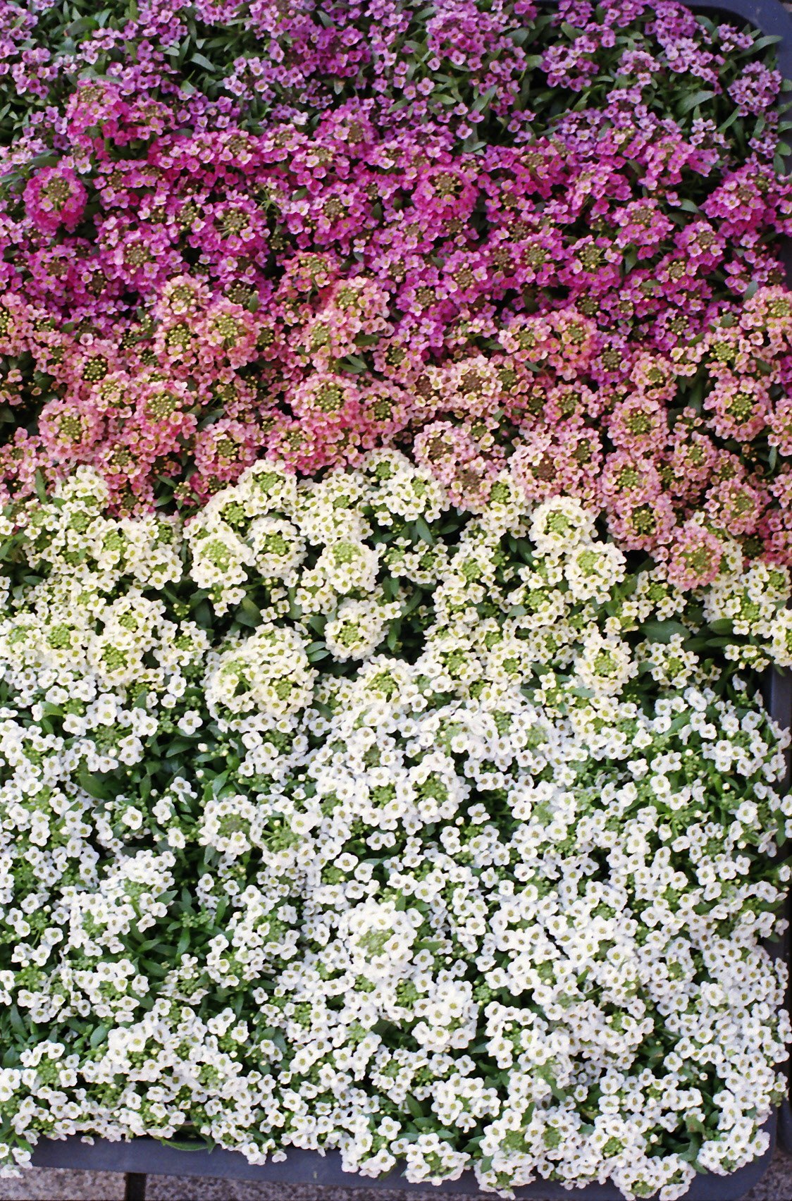 色とりどりの小花が敷き詰められた花壇のアップ