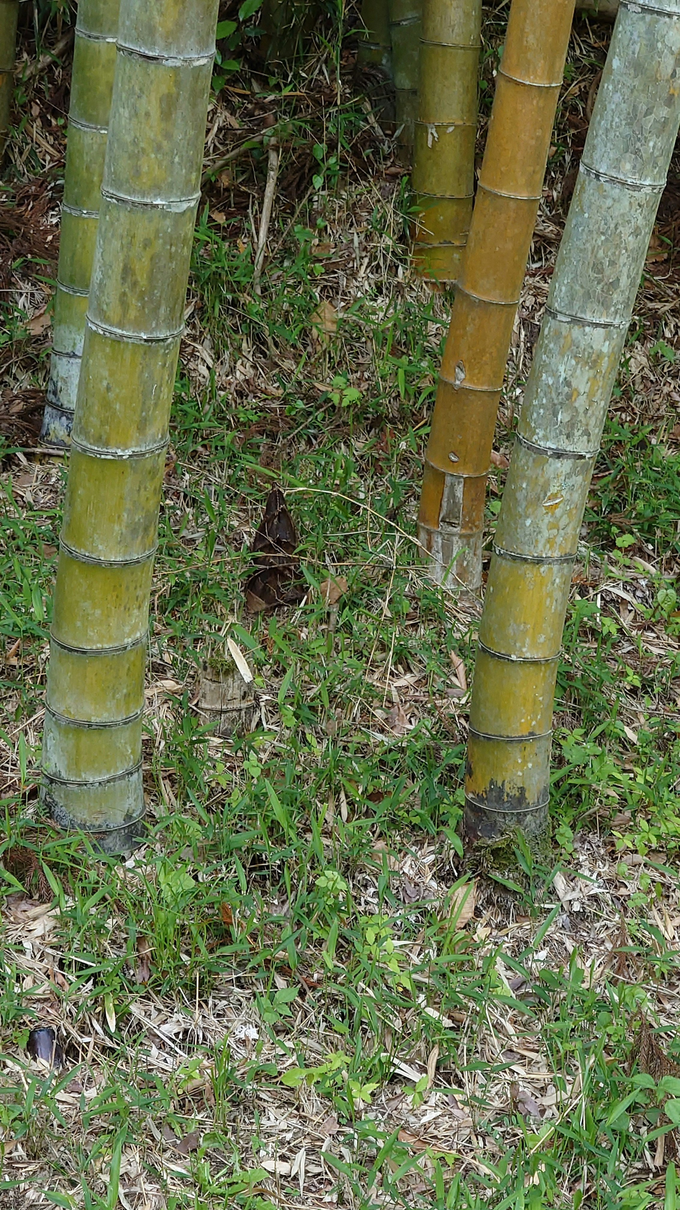 竹林の地面に生えるタケノコ