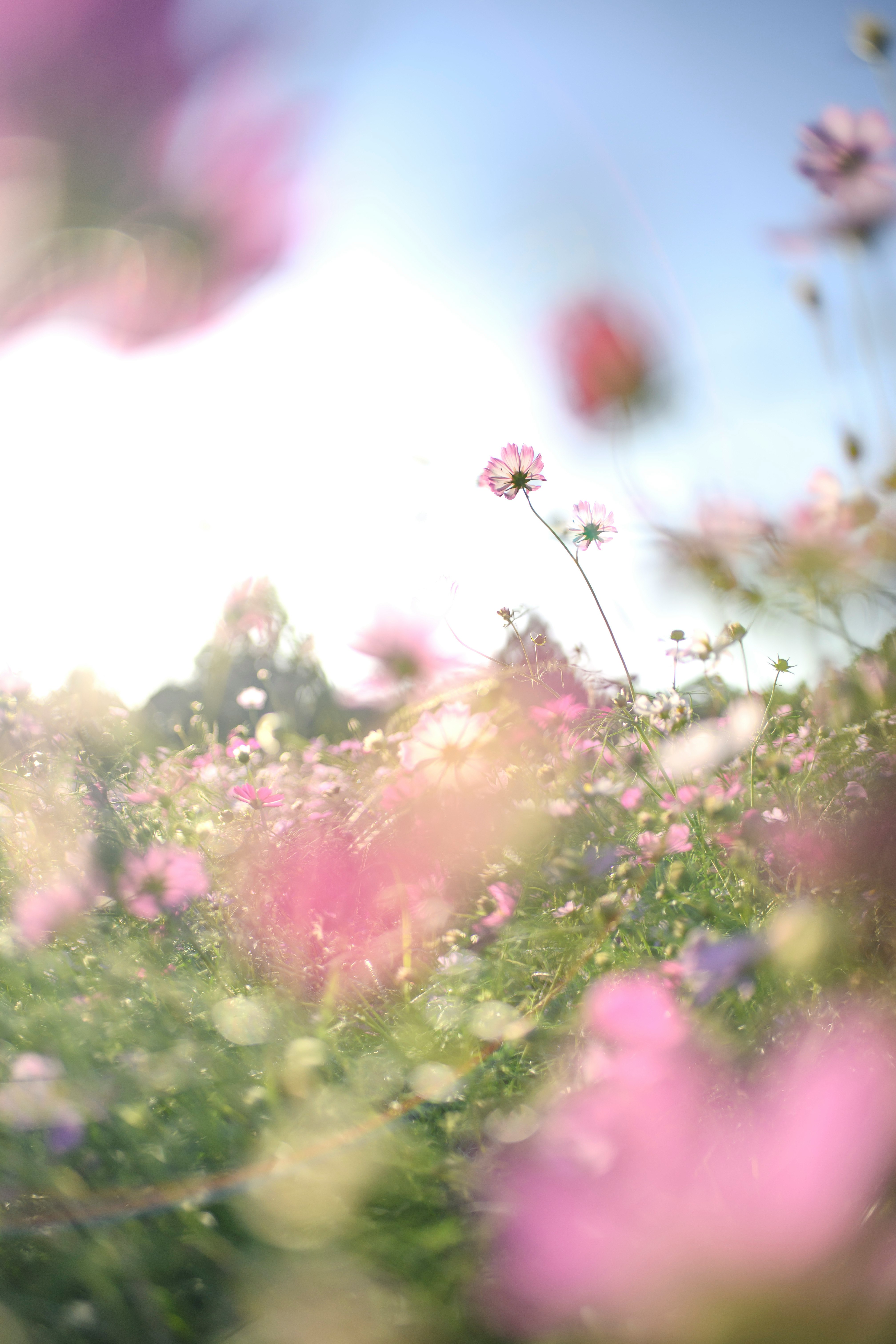 fleurs roses sauvages en contre-jour qui ondulent dans un champ