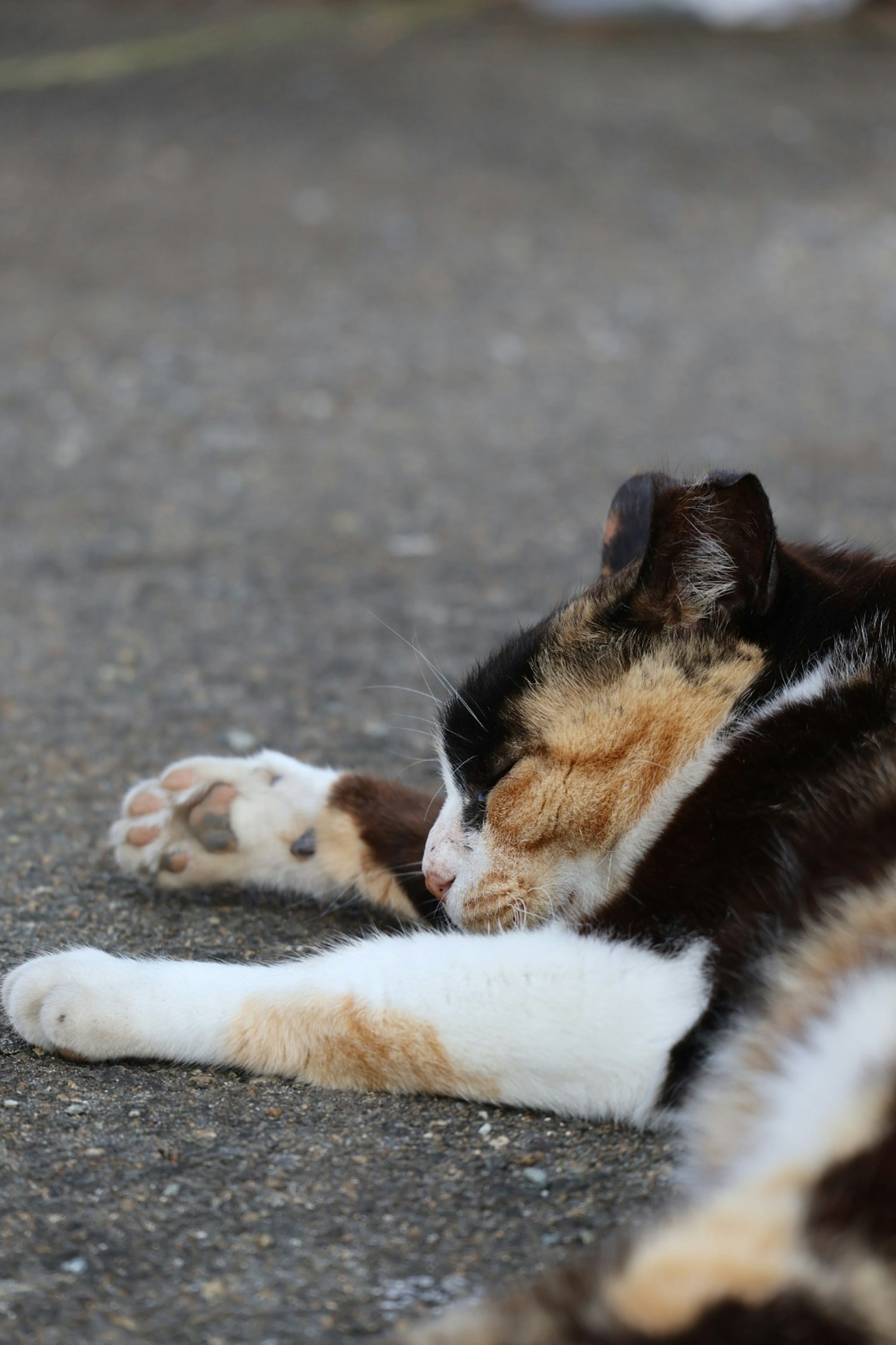 Vue latérale d'un chat calico endormi avec des pattes blanches et un pelage coloré