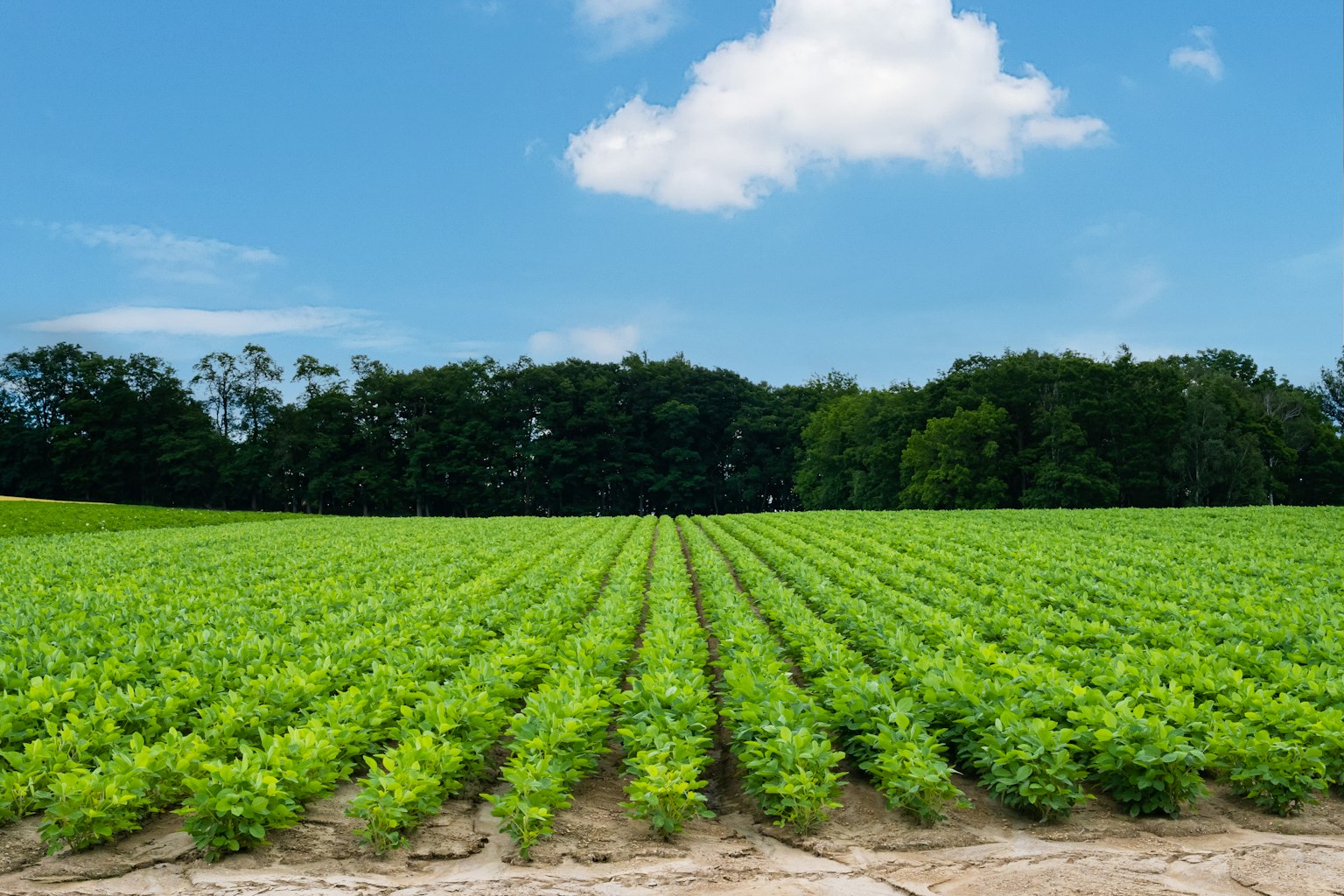 Üppiges grünes Feld unter klarem blauen Himmel
