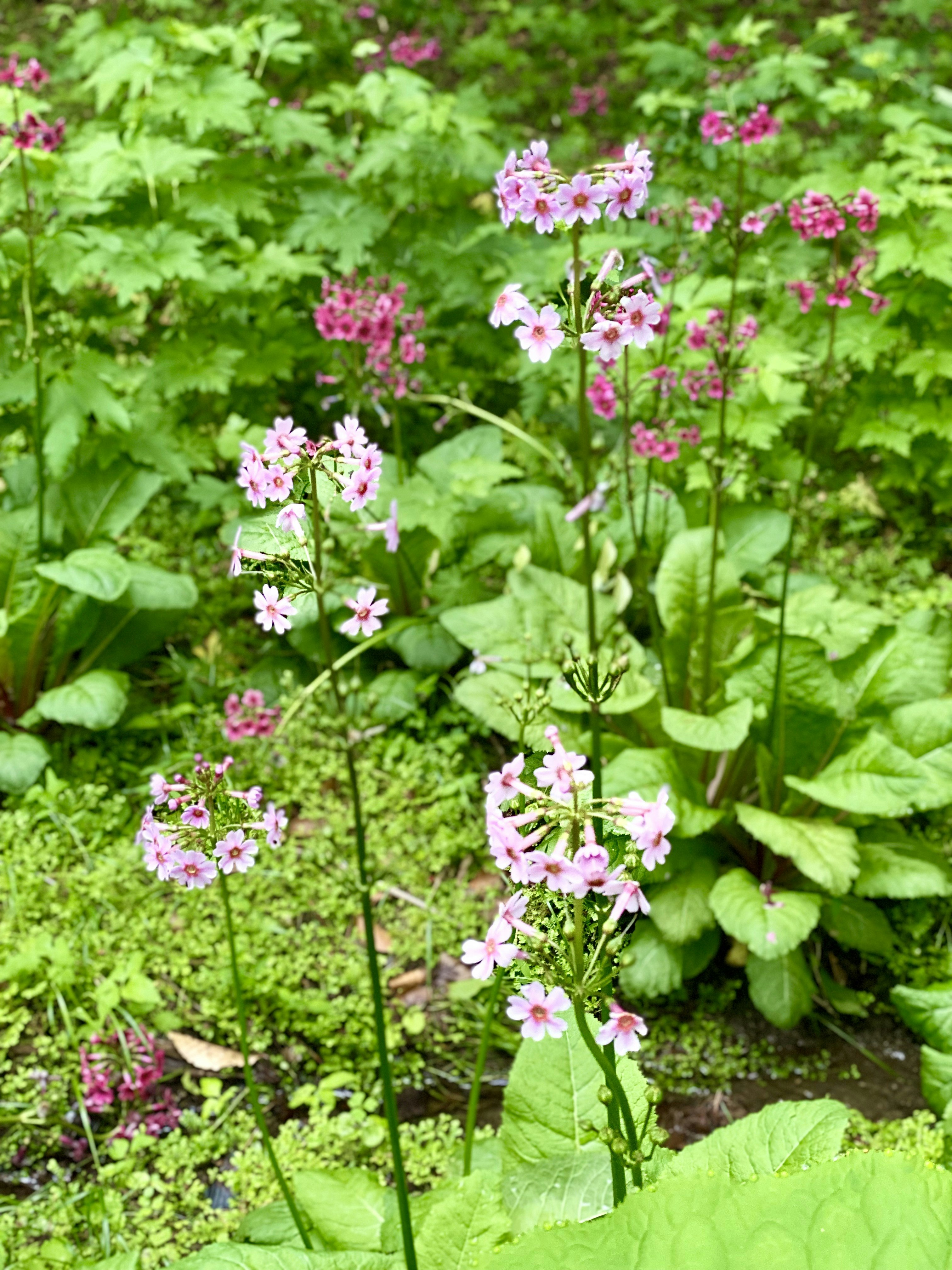 ピンクの花が咲く緑豊かな庭の花壇