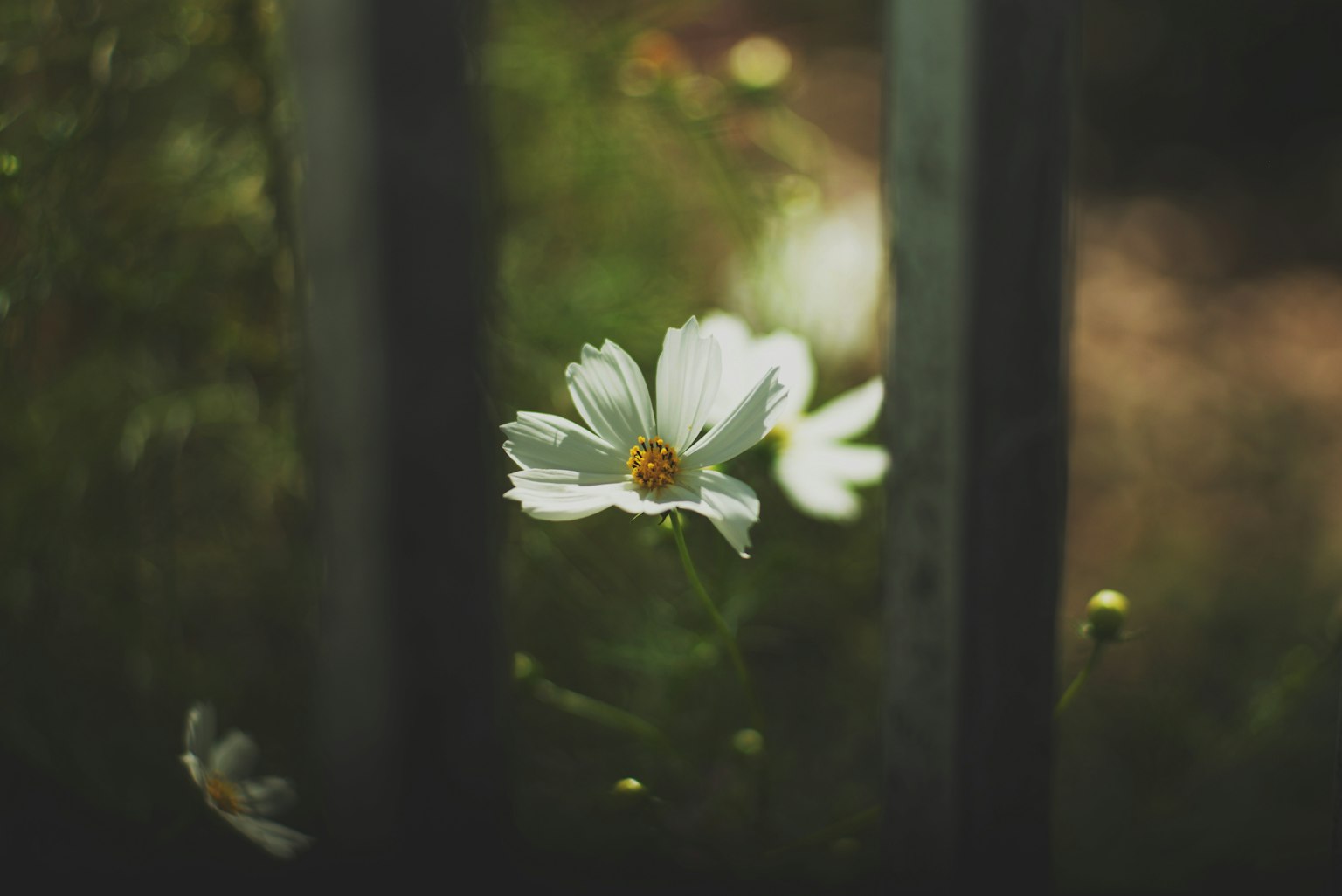Une fleur blanche visible à travers une clôture