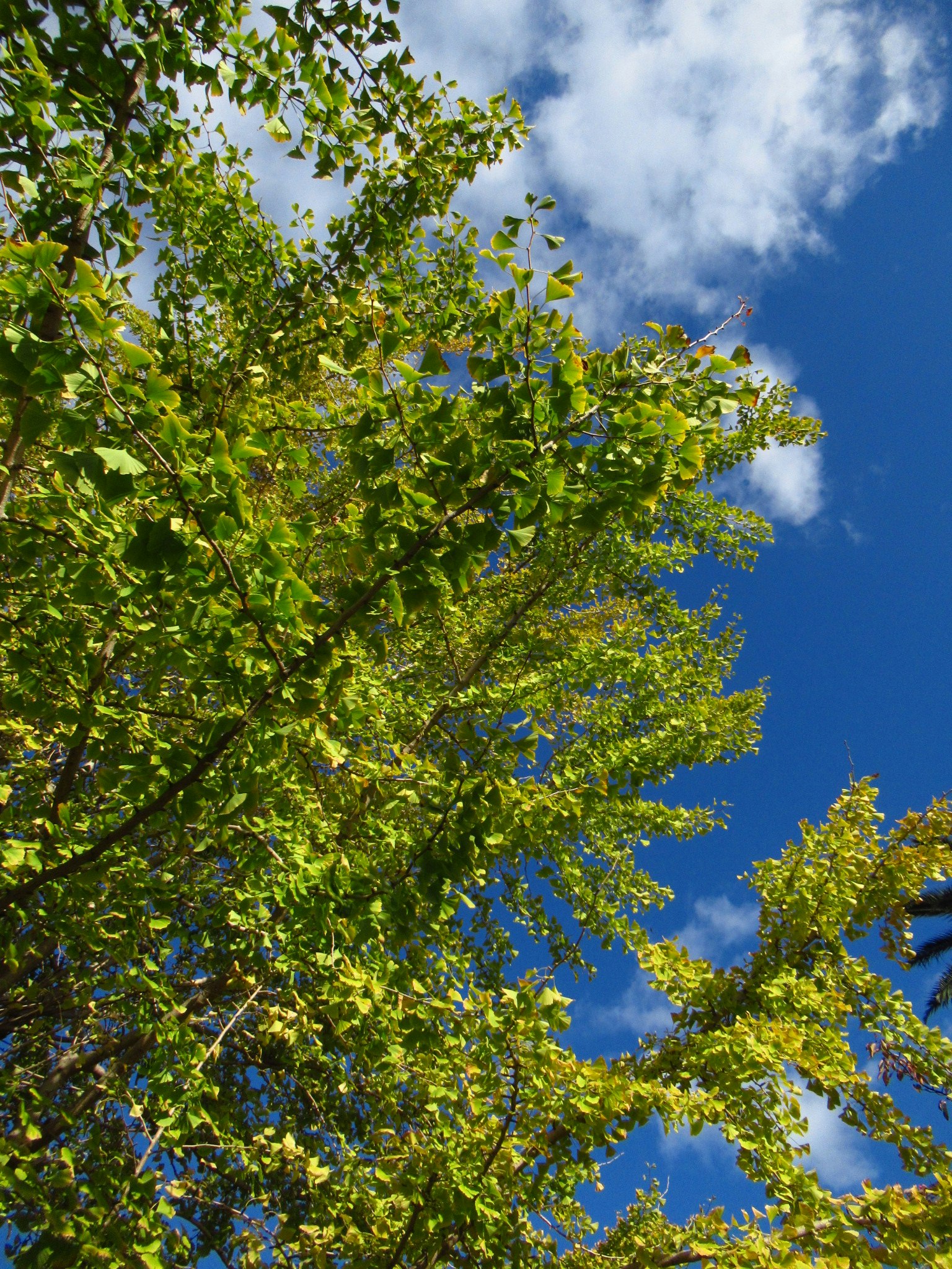 Üppige grüne Blätter unter einem blauen Himmel mit hellen Wolken