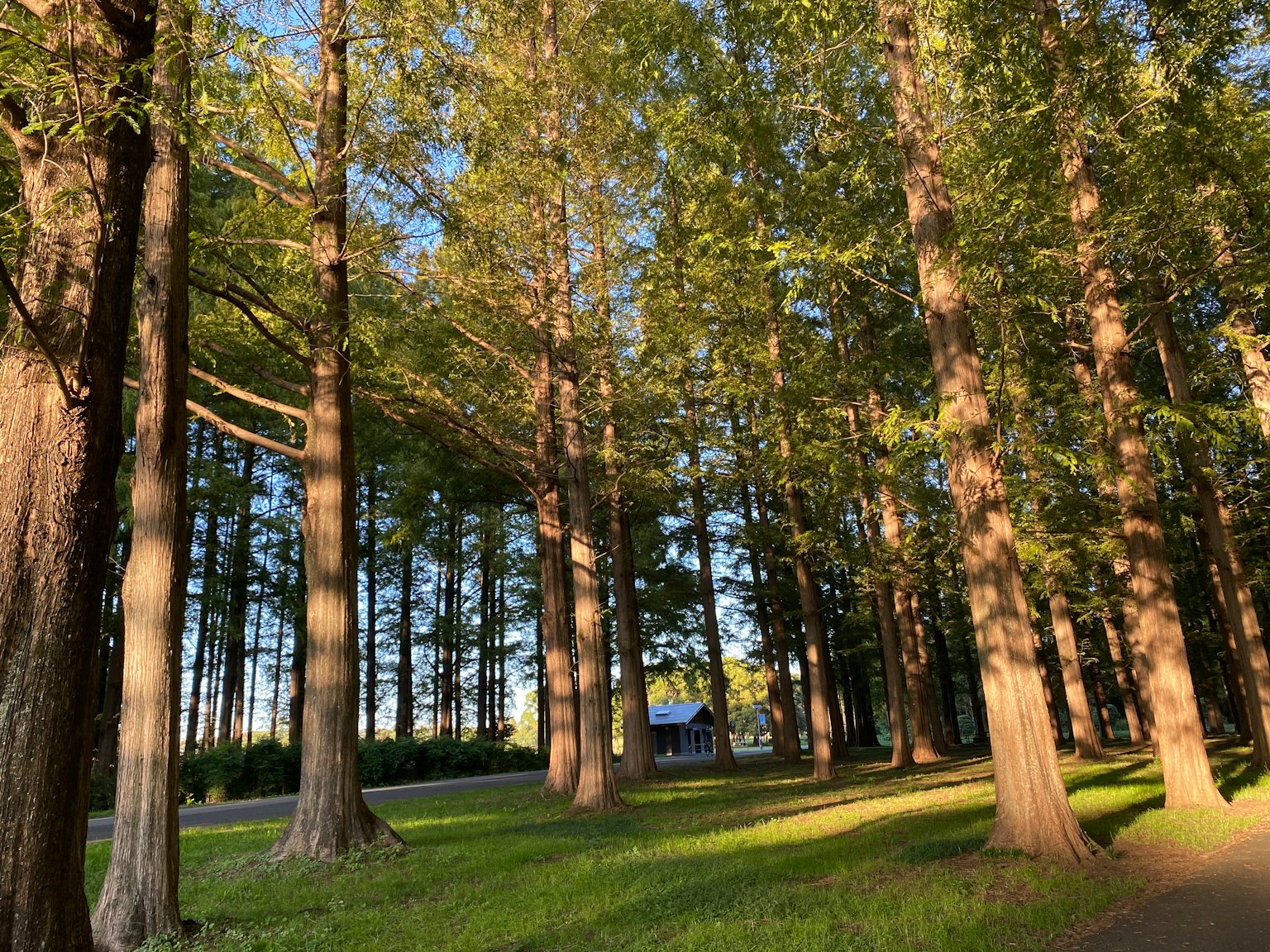 Scenic view of tall trees with a blue house in the background