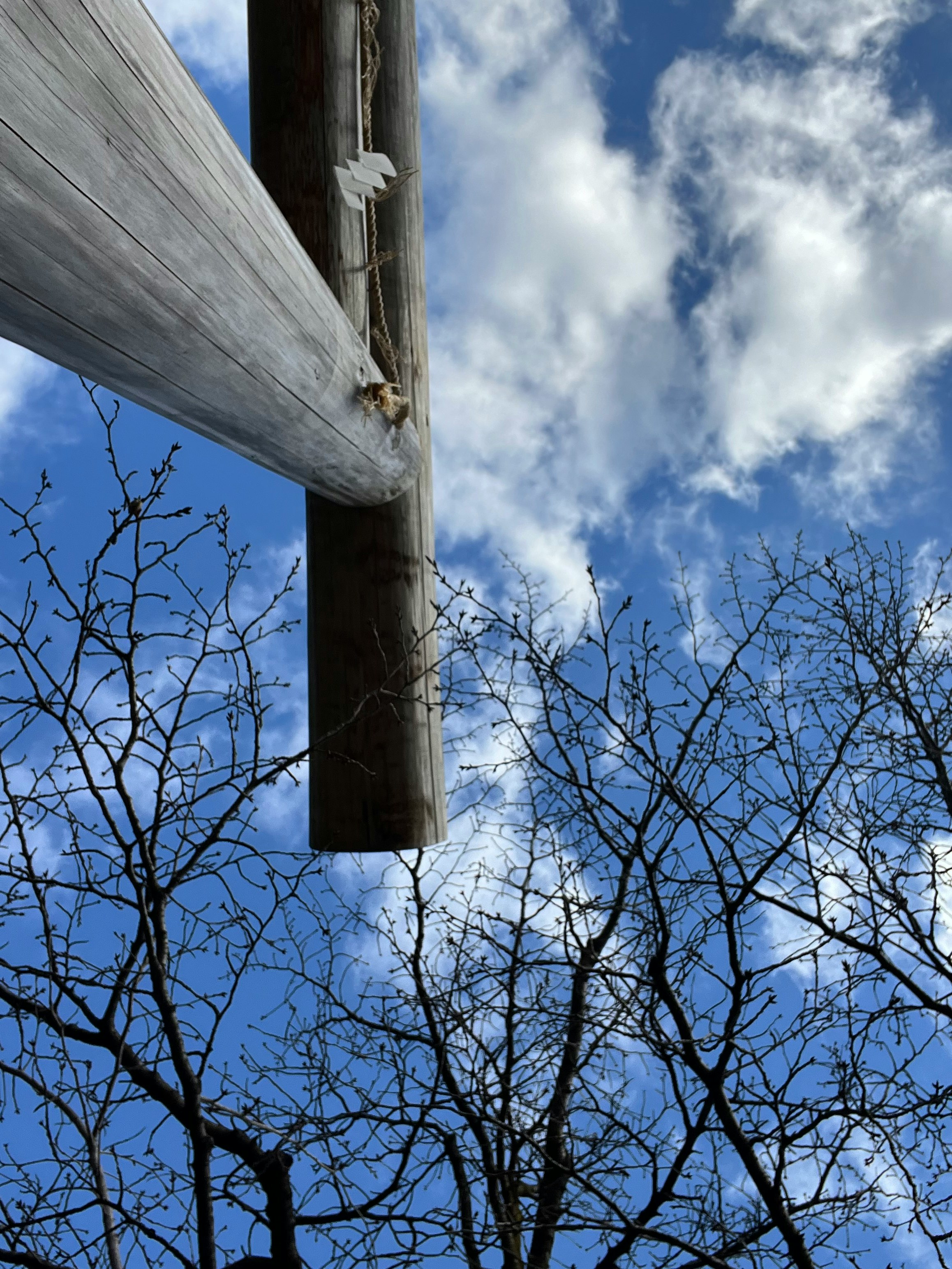 見上げた空と神社の木々の枝