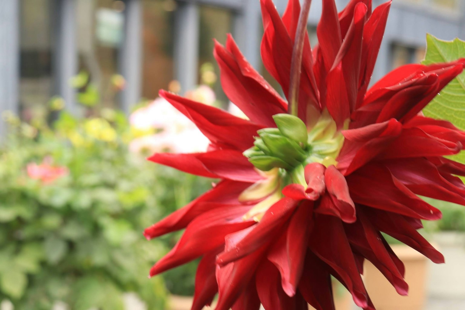 Bunga dahlia merah cerah mekar di latar belakang taman yang lembut