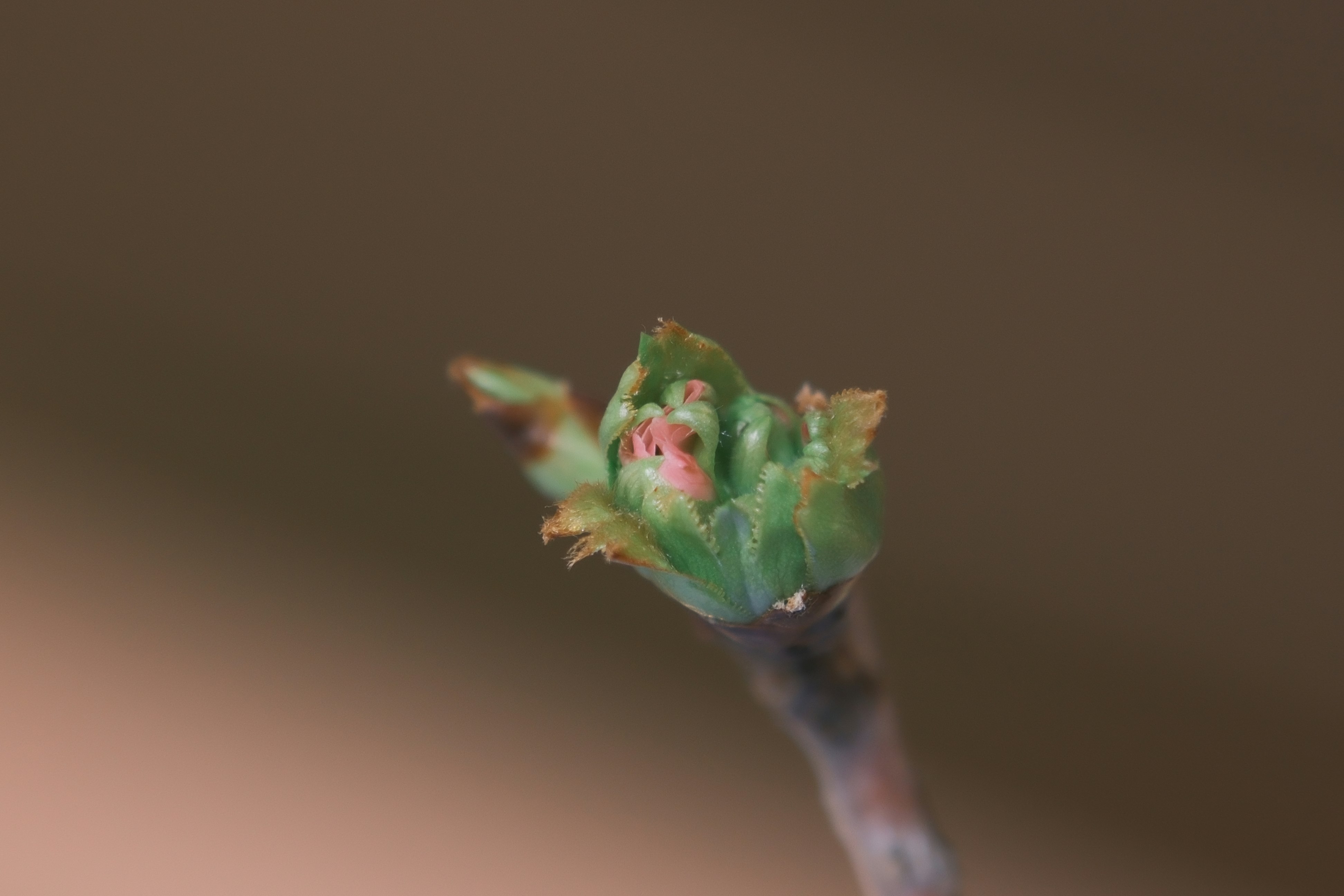 つぼみの先に咲く花のような新芽