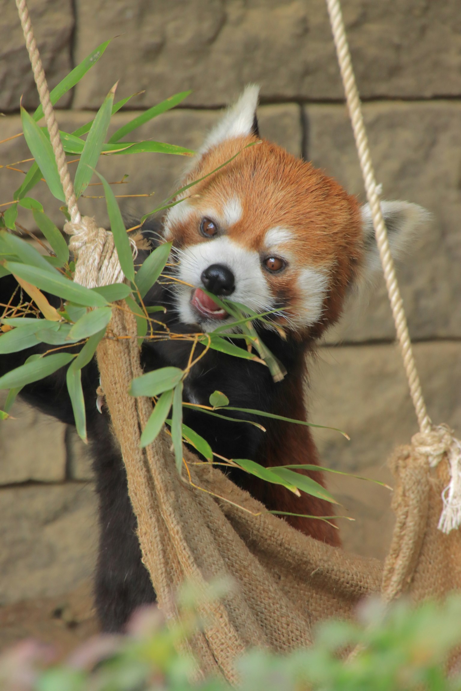 Un panda roux mangeant des feuilles de bambou avec un mur en pierre en arrière-plan