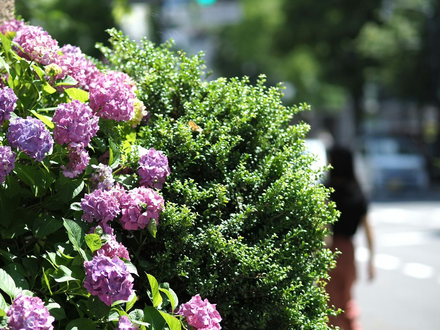 Esquina de la calle con hortensias y un seto verde