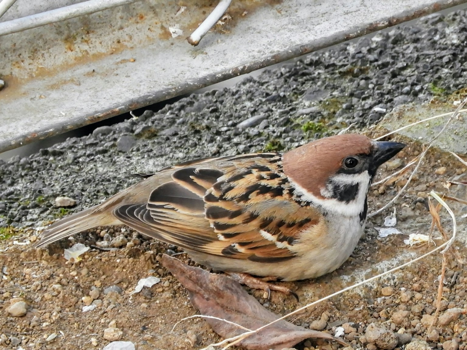 Seekor burung pipit yang beristirahat di tanah dengan bulu coklat dan hitam serta kepala coklat kemerahan