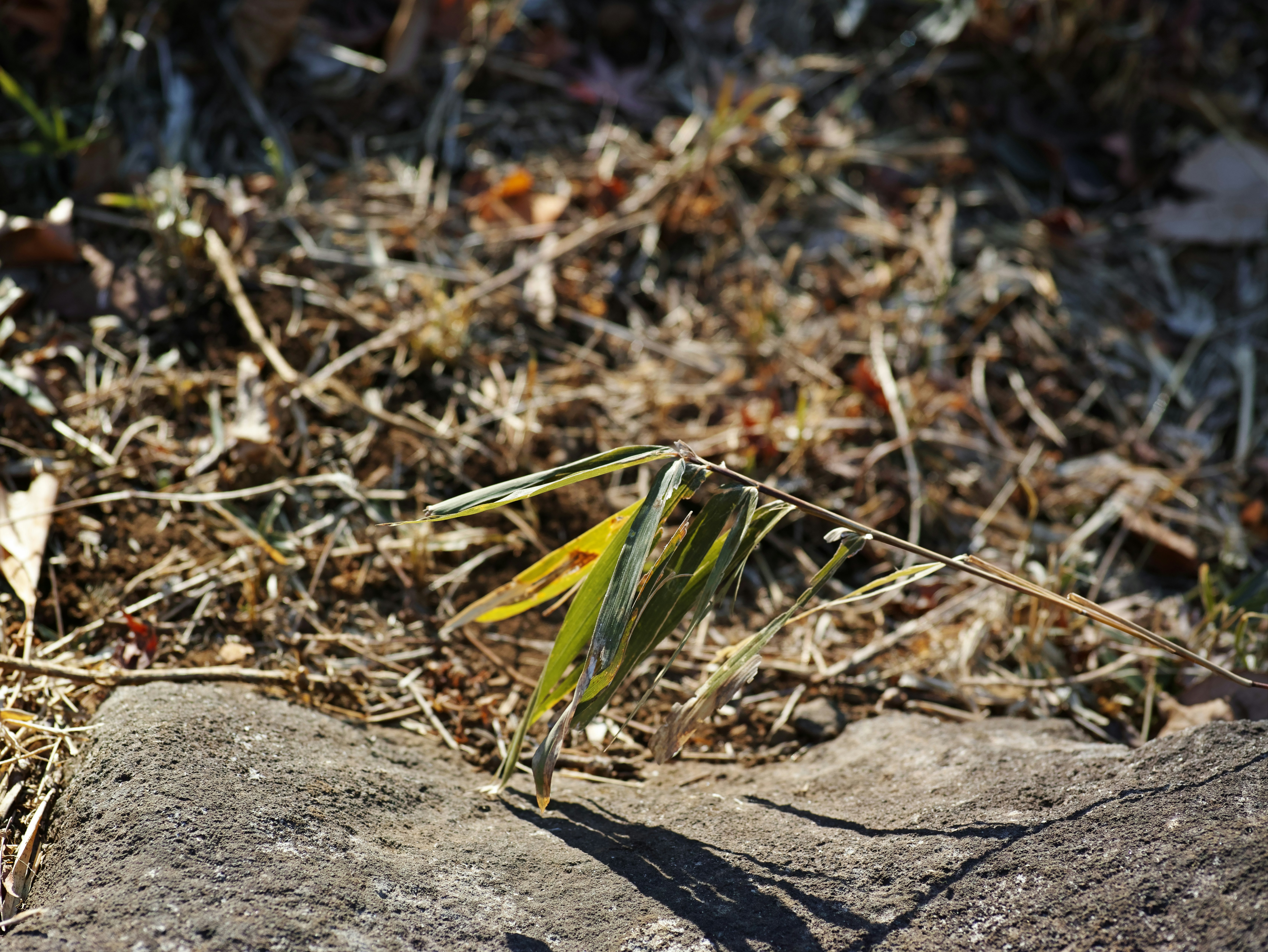 small insect on the ground among grass and fallen leaves
