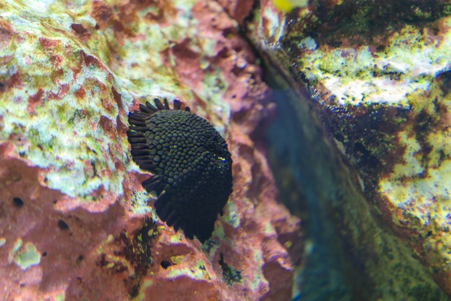 Un pesce nero nascosto tra rocce colorate in un acquario