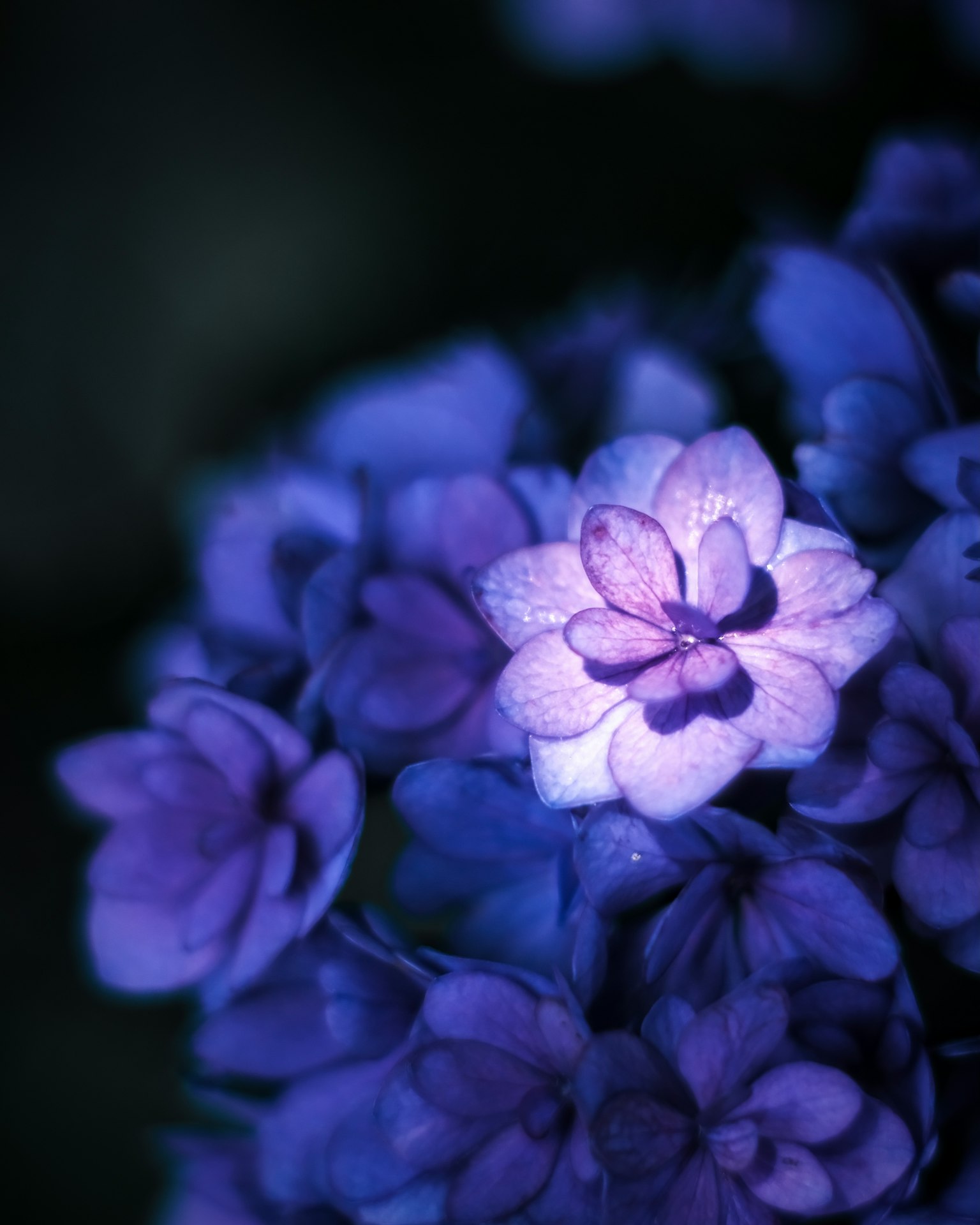 蓝紫色花朵盛开的特写图像