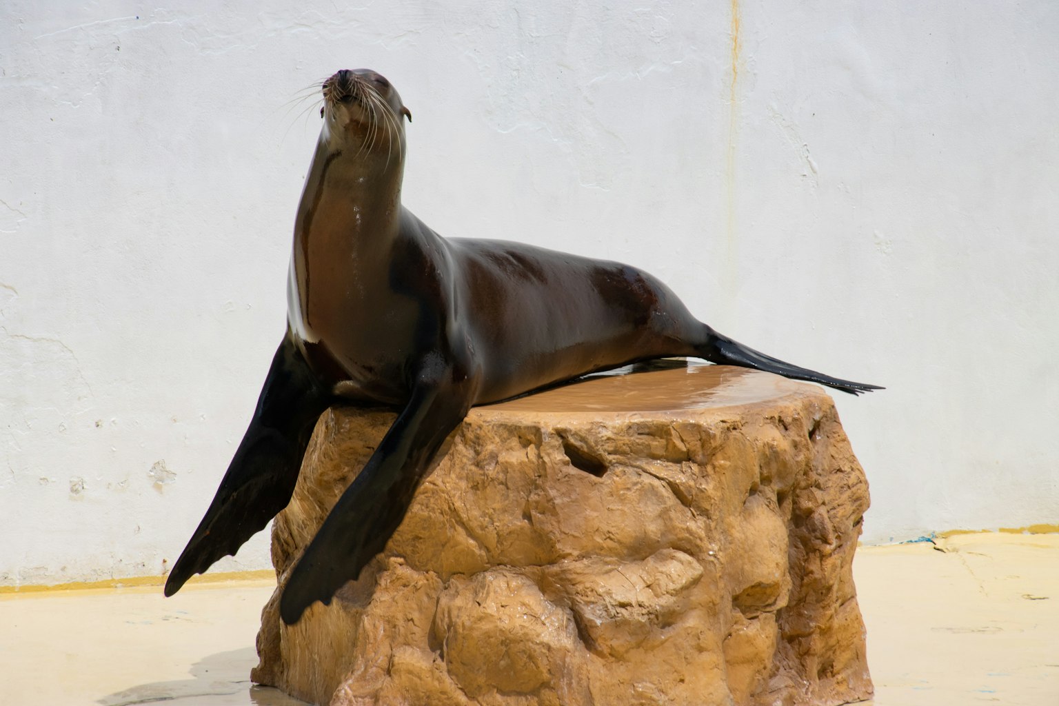 León marino descansando sobre una roca
