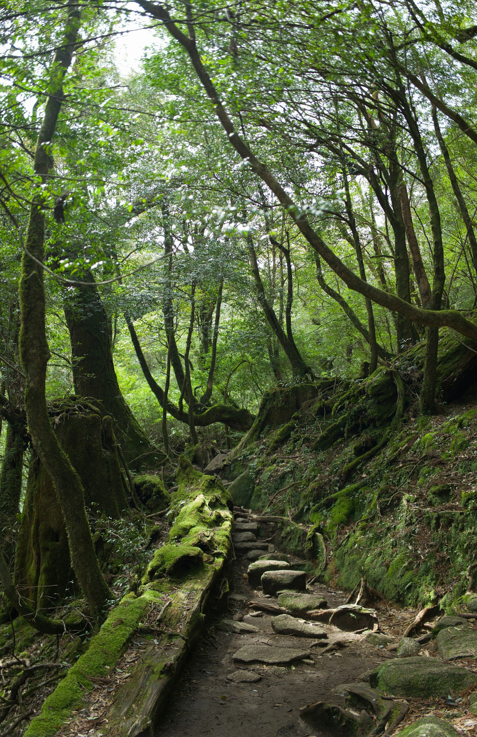Waldweg mit üppigem Grün und moosbedecktem umgefallenem Baum