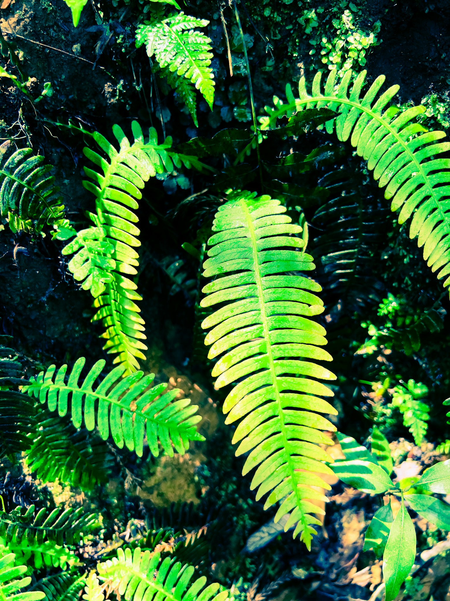 Helechos verdes exuberantes en un entorno natural