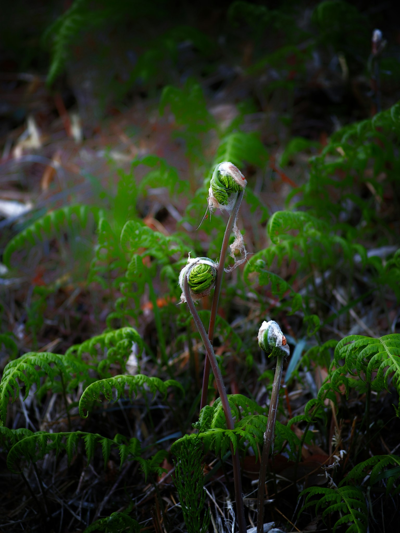 Close-up of fern plants with green leaves and buds