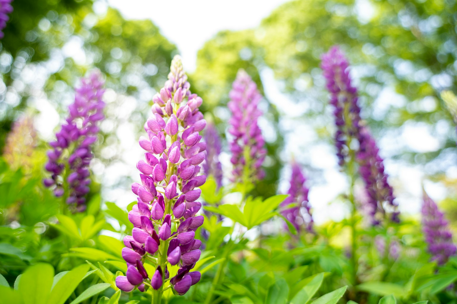 Flores de lupino morado floreciendo entre el follaje verde exuberante