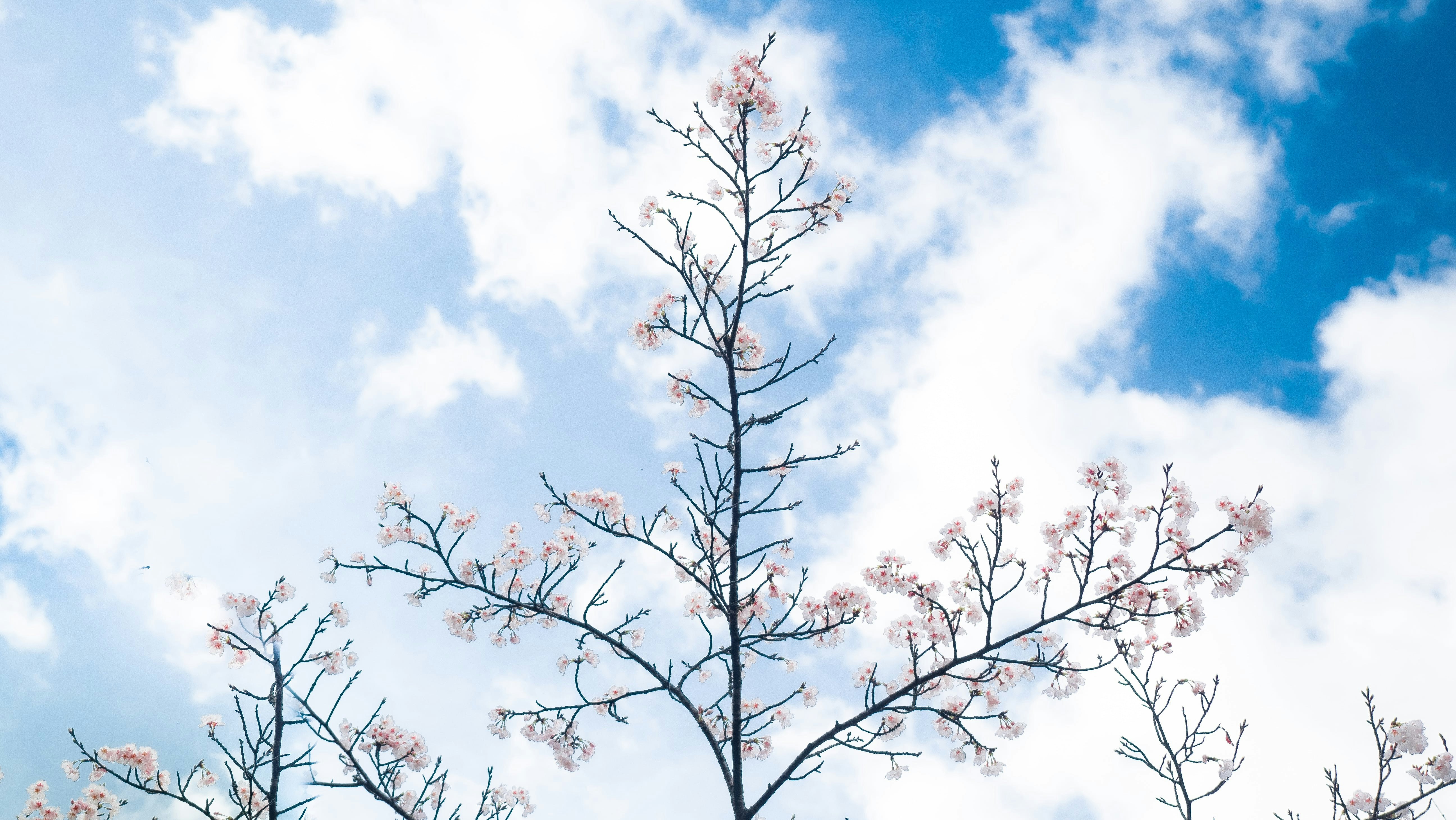 青空に向かって伸びる桜の枝とつぼみのある木