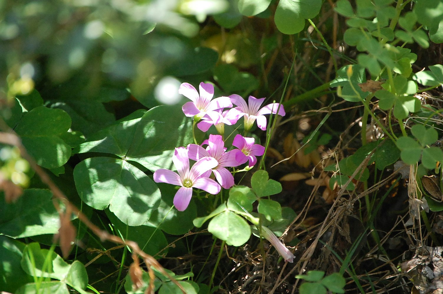 夏の光の中で咲くムラサキカタバミの花